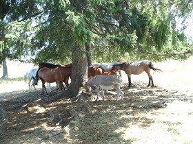 program, fotó album, erdély